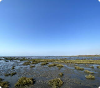 人工濕地，人工濕地建設