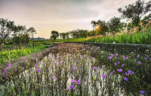 生態潛流濕地污水處理對植物要求