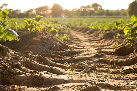 新技術在土壤修復研究的應用