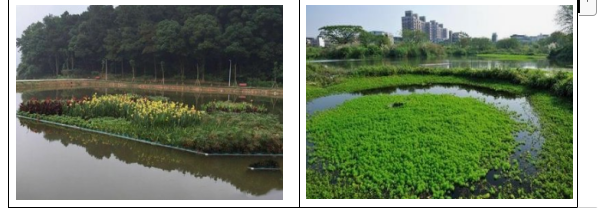 人工濕地 人工濕地