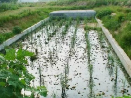土壤滲濾污水處理技術(shù) 土壤滲濾污水處理技術(shù)